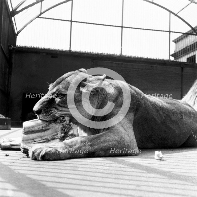 A lioness eating, London Zoo, (1950s?). Artist: Henry Grant