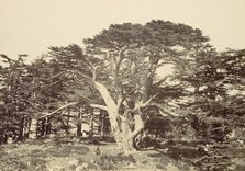The Largest of the Cedars, Mount Lebannon, 1857. Creator: Francis Frith.