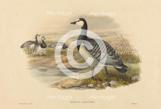 Barnacle Goose (Bernicla Leucopsis). Creators: Joseph Wolf, HC Richter.
