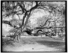 Magnolia Cemetery, live oaks, Charleston, S.C., c1900. Creator: Unknown.
