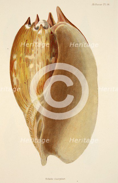 Veluta Georgina, pub. 1833 (hand coloured engraving). Creator: English School (17th Century).