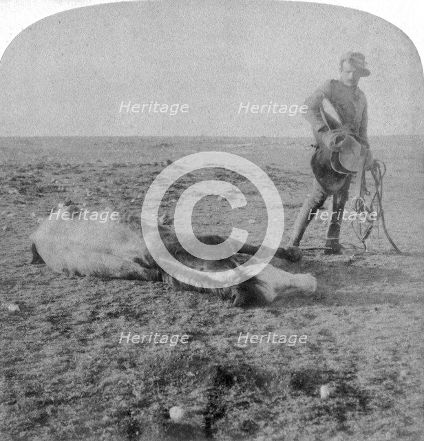 Soldier leaving his dead horse on the march to Bloemfontein, South Africa, Boer War, 1901.Artist: Underwood & Underwood