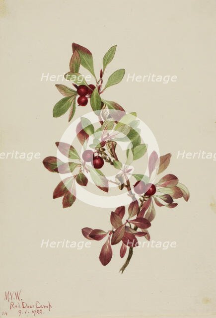 Ptarmiganberry (Arctous alpina), 1922. Creator: Mary Vaux Walcott.