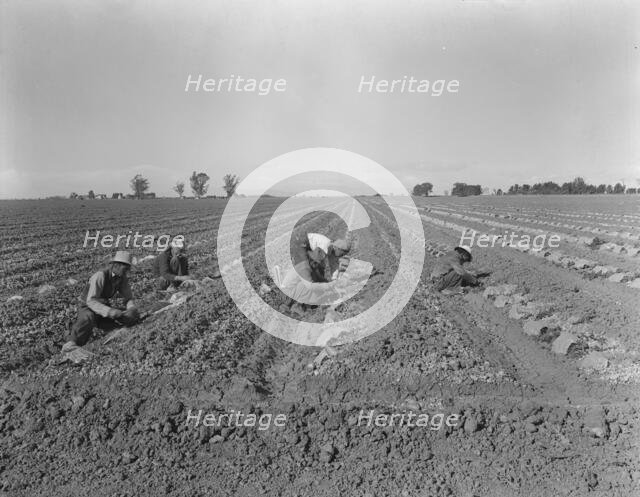 Mexican gang of migratory laborers under a Japanese field boss, Imperial Valley, California, 1937. Creator: Dorothea Lange.