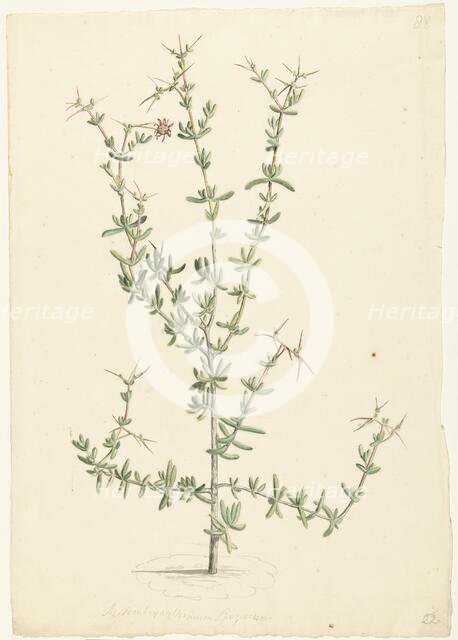 Mesembryanthemum spinosum, 1668-1729. Creator: Vincent Laurentz van der Vinne I.