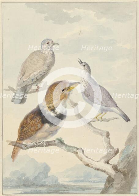 Three birds, two incad pigeons and a collared puffbird, 1753. Creator: Aert Schouman.