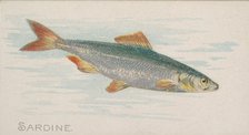 Sardine, from the Fish from American Waters series (N8) for Allen & Ginter Cigarettes Brands, 1889. Creator: Allen & Ginter.