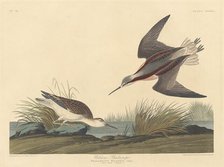 Wilson's Phalarope, 1835. Creator: Robert Havell.