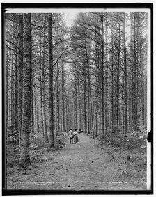 Cathedral Woods, North Conway, White Mountains, c1900. Creator: Unknown.