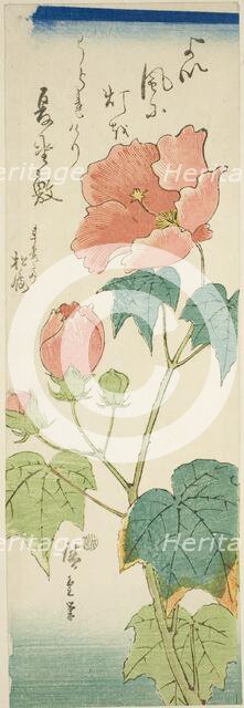 Hibiscus, c. 1843/47. Creator: Ando Hiroshige.