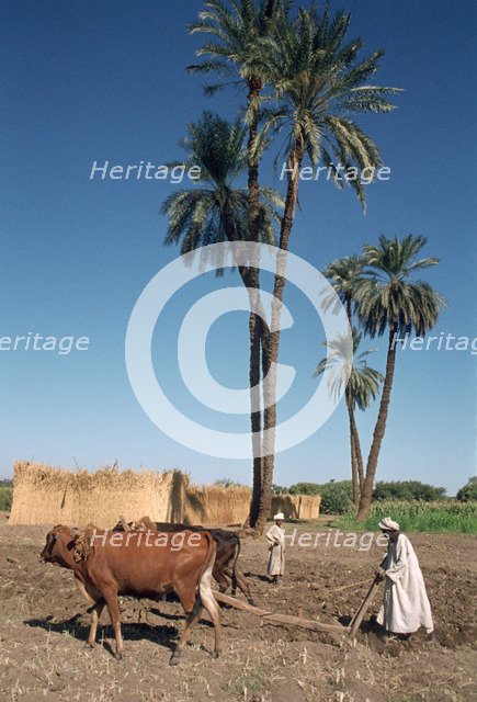 Farmer with an ox-drawn plough, Dendera, Egypt.