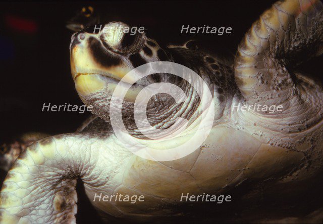 Loggerhead Turtle, (Caretta Caretta), 20th century. Artist: CM Dixon.