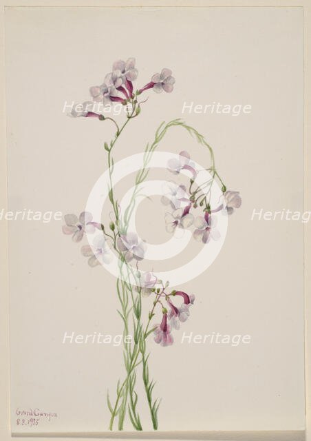Pentstemon ambiguus, 1935. Creator: Mary Vaux Walcott.