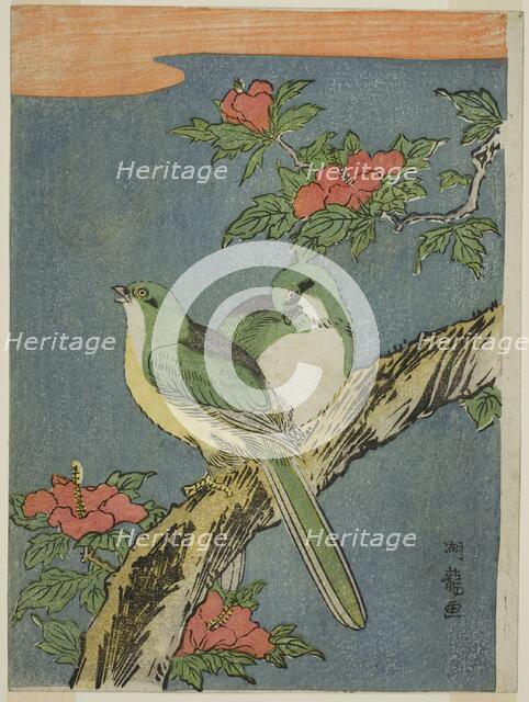 Two Birds on Hibiscus Tree, c. 1770. Creator: Isoda Koryusai.