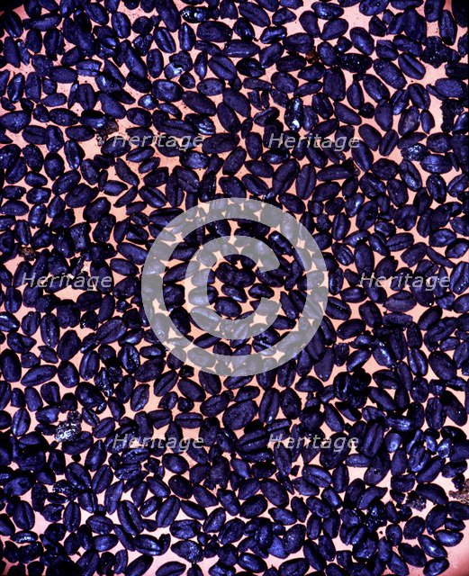 Charred wheat and barley grains, from the Cova de l'Or (Beniarres, Alicante).