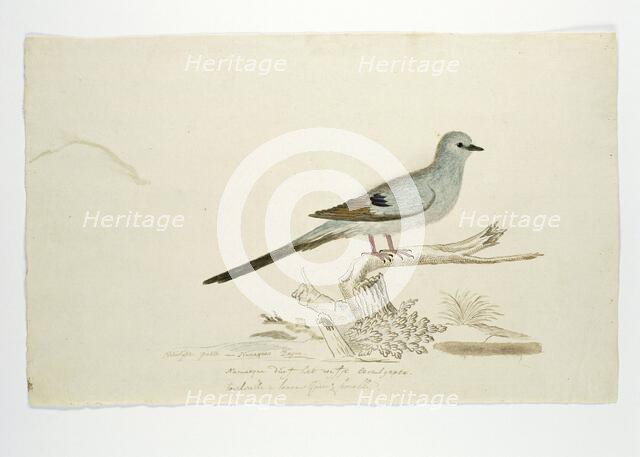 Oena capensis (Namaqua dove), 1777-1786. Creator: Robert Jacob Gordon.