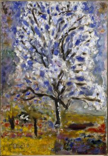 Almond tree blossoms, ca 1947.