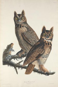 Great Horned Owl, 1829. Creator: Robert Havell.
