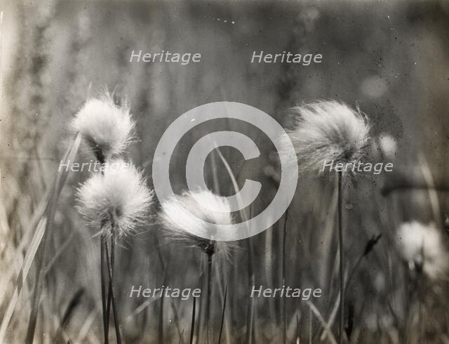 Wildflowers, between 1915 and 1935. Creator: Frances Benjamin Johnston.