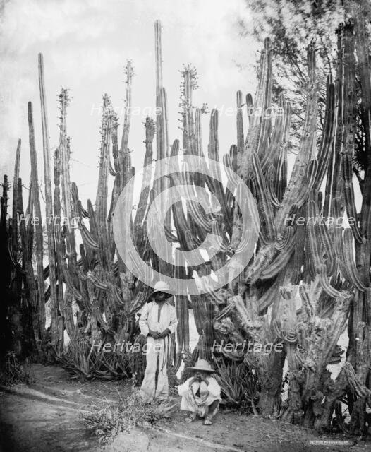 Cactus fence in Salamanca, Salamanca, Mexico, between 1880 and 1900. Creator: Unknown.