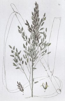 Reed Sweet Grass (Poa aquatica), 1804-1811. Artist: Johan Wilhelm Palmstruch