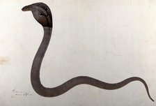 Indian cobra, with 'spectacle' marking on hood, 1782. Creator: Bhawani Das.