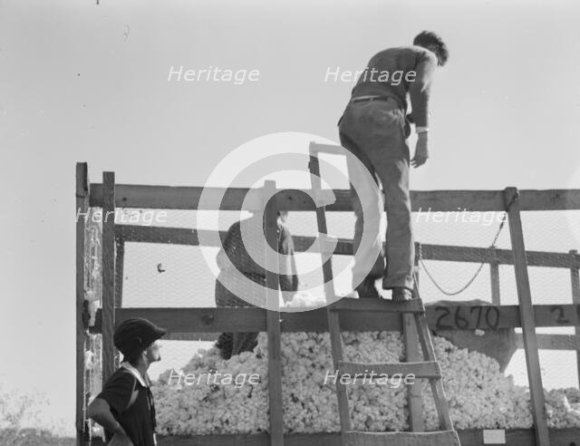 Cotton weigher, Southern San Joaquin Valley, California, 1936. Creator: Dorothea Lange.