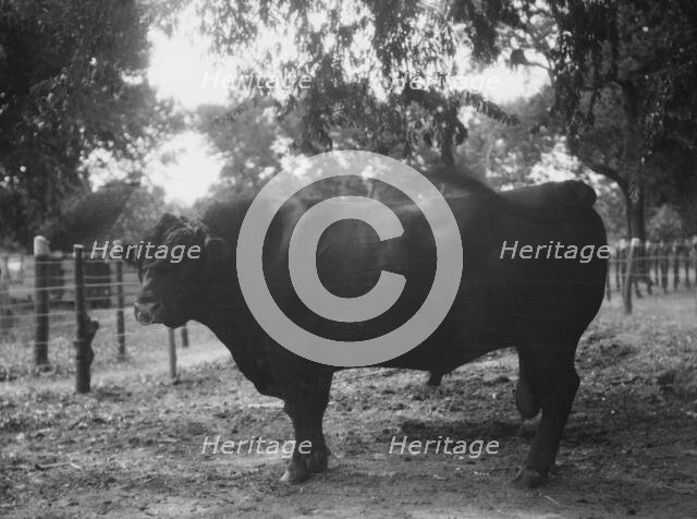 Travel views of Cuba and Guatemala, between 1899 and 1926. Creator: Arnold Genthe.