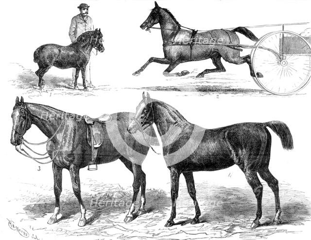 The Horse Show, 1880. Creator: Unknown.