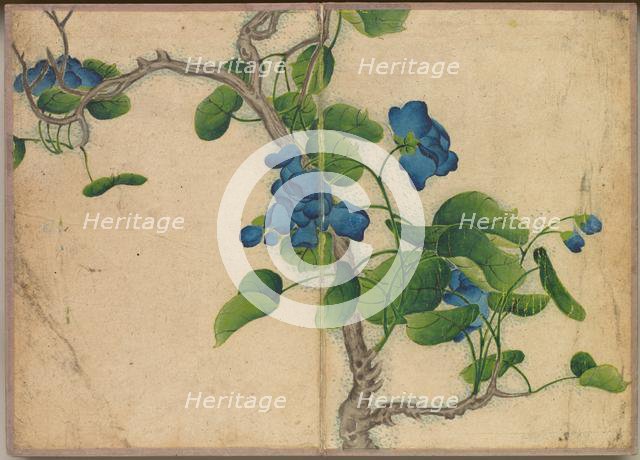 Desk Album: Flower and Bird Paintings (Climbing Blue Flowers), 18th Century. Creator: Zhang Ruoai (Chinese).
