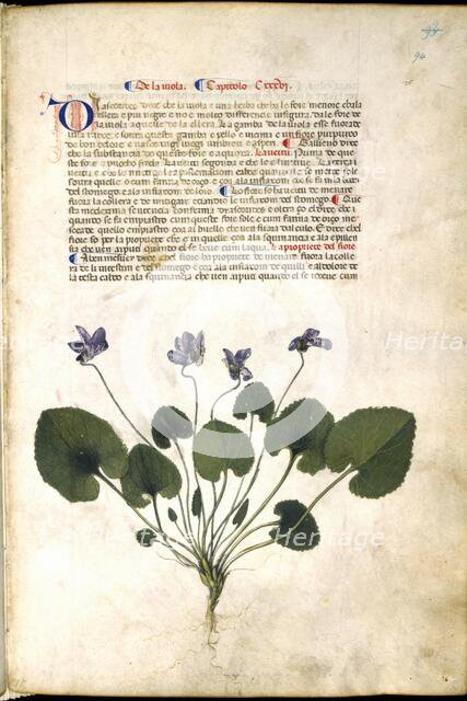 Violet plant, c1400 .  Creator: Unknown.