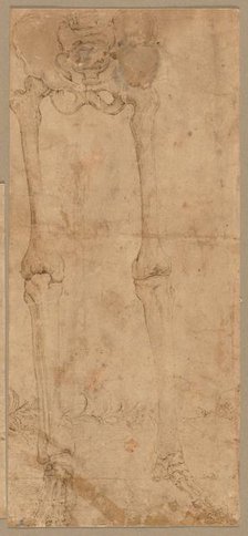 Lower Half of Skeleton from the Front, early 1540s. Creator: Battista Franco (Italian, c. 1510-1561).