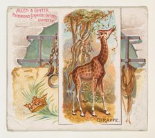 Giraffe, from Quadrupeds series (N41) for Allen & Ginter Cigarettes, 1890. Creator: Allen & Ginter.