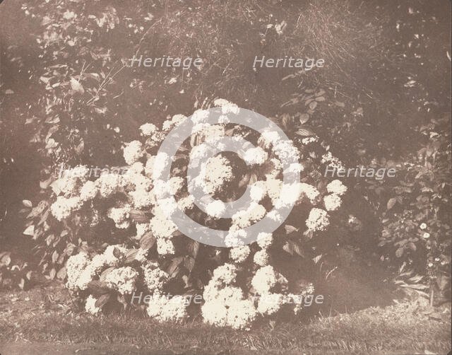 A Bush of Hydrangea in Flower, ca. 1842. Creator: William Henry Fox Talbot.