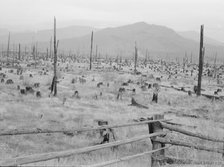 Stumps and sags on uncleared land, Priest River country, Bonner County, Idaho, 1939. Creator: Dorothea Lange.