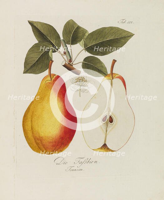 Illustration from "A treatise on the fruit trees" by Johann Kraft, 1792-1796. Creator: Kraft, Johann (1738-1808).