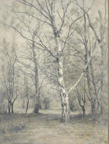 Forest with birch trees, 1875-1910. Creator: Alphonse Stengelin.