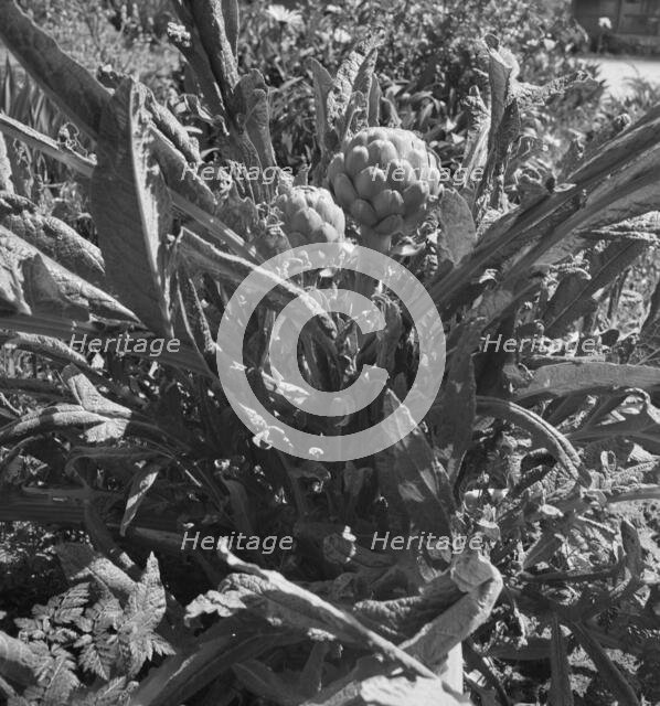 Artichoke, Monterey County, California, 1939. Creator: Dorothea Lange.