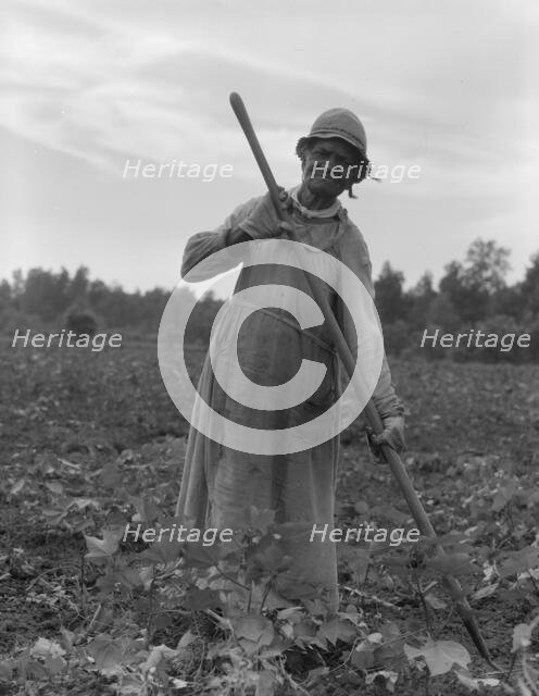 Mississippi Negress hoeing cotton, 1937. Creator: Dorothea Lange.
