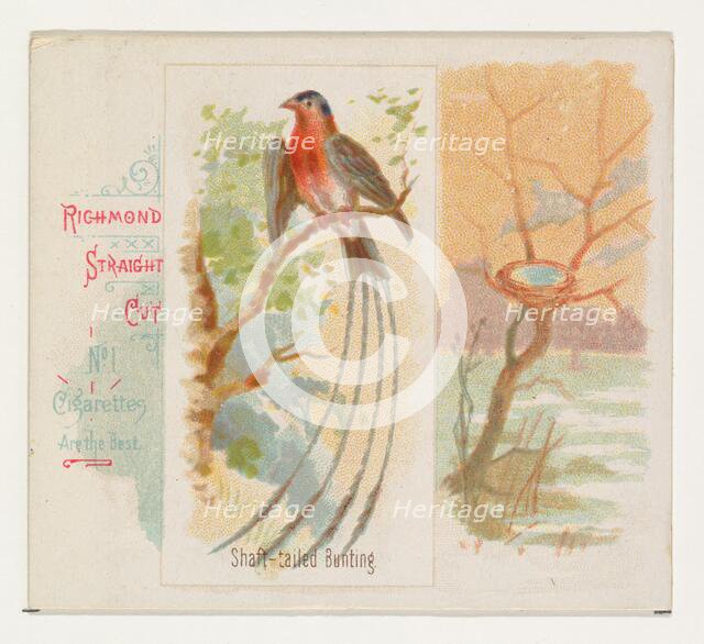 Shaft-tailed Bunting, from the Song Birds of the World series (N42) for Allen & Ginter Cig..., 1890. Creator: Allen & Ginter.