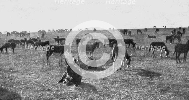 'Les Bourriquots de ravitaillement; petits anes d'Afrique nouvellement debarques, au repos..., 1916. Creator: Unknown.