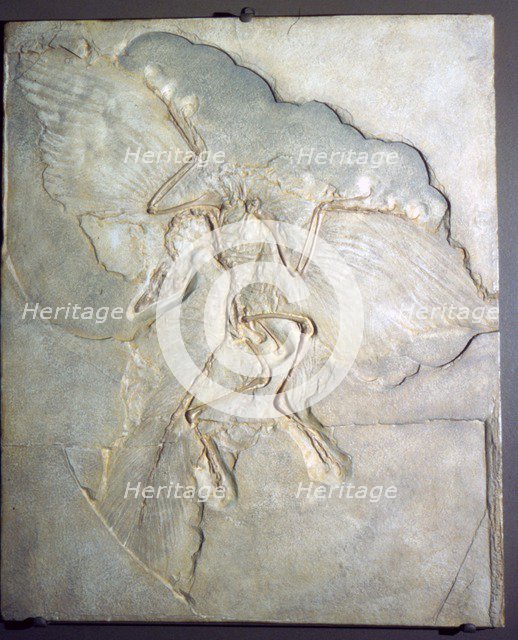 Fossil of Archaeopteryx Lithographica. Late Jurassic, (20th century) Artist: Unknown.