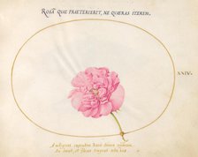 Plate 24: Pink Rose, c. 1575/1580. Creator: Joris Hoefnagel.