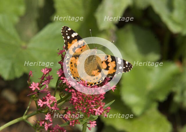 Audley End, Audley Park, Saffron Walden, Uttlesford, Essex, 2009. Creator: Patricia Payne.