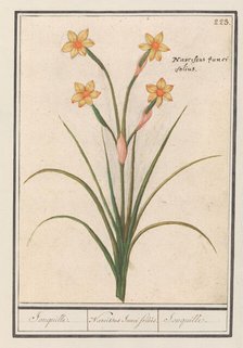 Narcis (Narcissus), 1596-1610. Creators: Anselmus de Boodt, Elias Verhulst.