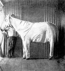 "Dressing" ponies for protection against the Tsetse Fly, 1898. Creator: Thomas Pelham Johnson.