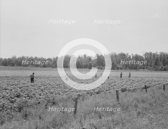 Colored field hands hoe cotton from 7 amto 6 pmfor sixty cents a day, Near Menifee, Arkansas, 1938. Creator: Dorothea Lange.