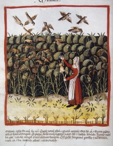 Corn, 14th century.  Creator: Unknown.