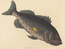 The Rock Fish (Perca venenosa), published 1754. Creator: Mark Catesby.