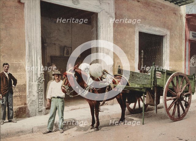 Un Mulo de la Habana, c1900. Creator: William H. Jackson.